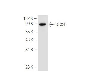 DTX3L Antibody (45.Y) - Western Blotting - Image 48837 