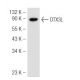 DTX3L Antibody (45.Y) - Western Blotting - Image 48837 