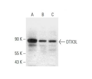DTX3L Antibody (D-10) - Western Blotting - Image 332734
