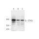 DTX3L Antibody (D-10) - Western Blotting - Image 332734