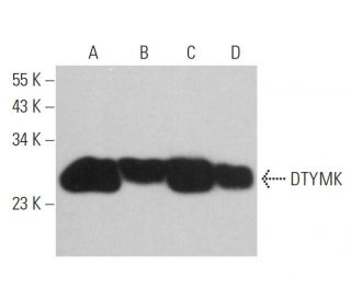 DTYMK Antibody (B-8): sc-365925