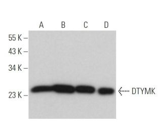 DTYMK Antibody (B-8) - Western Blotting - Image 365690 