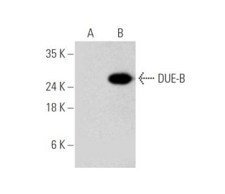 DUE-B Antibody (D-7) - Western Blotting - Image 344066