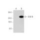 DUE-B Antibody (D-7) - Western Blotting - Image 344066