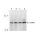 western blotting image from recommended DUOX1 (H-9) monoclonal antibody replacement. Image 292069