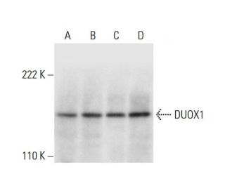 DUOX1 Antibody (H-9) - Western Blotting - Image 292069Each CRISPR/Cas9 Knockout (KO) Plasmid product consists of a pool of 3 plasmids designed to ensure identification and cleavage of a specific gene for maximum knockout efficiency. Each plasmid encodes a unique 20 nt sequence derived from the GeCKO (v2) library.