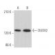 western blotting image from recommended DUOX2 (E-8) monoclonal antibody replacement. Image 368360