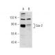 DuP-697: sc-200680. Western blot analysis of Cox-2 expression in untreated (A) and DuP-697 treated (B) A549 whole cell lys 