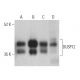 DUSP12 Antibody (H-11) - Western Blotting - Image 400054 