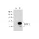 DUSP13 Antibody (C-4) - Western Blotting - Image 155538