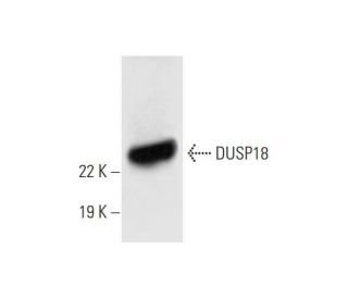 DUSP18 Antibody (E-2) - Western Blotting - Image 295866Each CRISPR/Cas9 Knockout (KO) Plasmid product consists of a pool of 3 plasmids designed to ensure identification and cleavage of a specific gene for maximum knockout efficiency. Each plasmid encodes a unique 20 nt sequence derived from the GeCKO (v2) library. 
