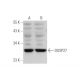 DUSP27 Antibody (F-12) - Western Blotting - Image 349056