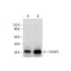 DUSP5 Antibody (H-9) - Western Blotting - Image 297960 