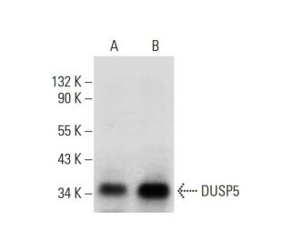 DUSP5 Antibody (H-9) - Western Blotting - Image 297960
