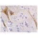 DUSP8 Antibody (B-9) - Immunohistochemistry - Image 160048