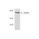 DUSP8 Antibody (B-9) - Western Blotting - Image 131233 