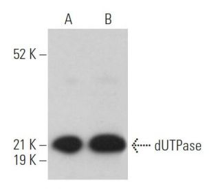 dUTPase Antibody (G-6) - Western Blotting - Image 366775 