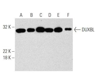 DUXBL Antibody (B-10) - Western Blotting - Image 131273 