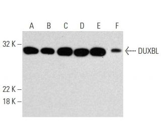 DUXBL Antibody (E-10) - Western Blotting - Image 131272 