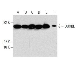 DUXBL Antibody (G-4) - Western Blotting - Image 131274 