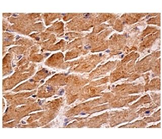 Dvl-1/Dishevelled 1/DVL1 Antibody (3F12) - Immunohistochemistry - Image 156644 