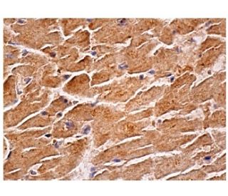 Dvl-1 Antibody (3F12) - Immunohistochemistry - Image 156644 