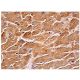 Dvl-1/Dishevelled 1/DVL1 Antibody (3F12) - Immunohistochemistry - Image 156644 