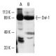 Dvl-1 Antibody (3F12) - Western Blotting - Image 3417 