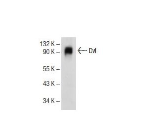 Dvl/Dishevelled Antibody (B-4) - Western Blotting - Image 72730
