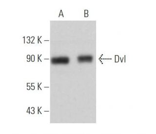Dvl/Dishevelled Antibody (B-4) - Western Blotting - Image 361502