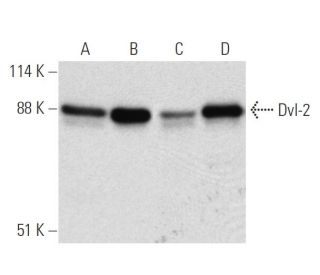 Dvl-2/Dishevelled 2/DVL2 Antibody (10B5) - Western Blotting - Image 7278 