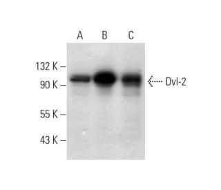 Dvl-2/Dishevelled 2/DVL2 Antibody (D-11) - Western Blotting - Image 295813