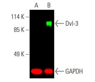 Dvl-3/Dishevelled 3/DVL3 Antibody (4D3) - Western Blotting - Image 387693