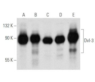 Dvl-3/Dishevelled 3/DVL3 Antibody (G-7) - Western Blotting - Image 354850The Double Nickase Plasmid features a U6 promoter for sgRNA expression, a 20 nt targeting sequence, and a gRNA scaffold to guide Cas9n. It includes a CBh promoter for Cas9n (D10A) and puromycin resistance, GFP for transfection verification, and nuclear localization signals (NLS). The 2A peptide allows co-expression of Cas9n and Puro from a single promoter, enabling precise genome editing with reduced off-target effects.