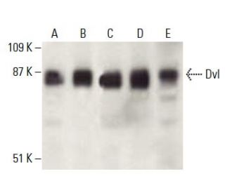 western blotting image from recommended Dvl/Dishevelled (B-4) monoclonal antibody replacement. Image 397952
