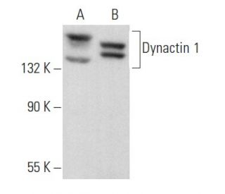 Dynactin 1 Antibody (B-4): sc-365054