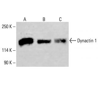 Dynactin 1 Antibody (B-4) - Western Blotting - Image 414205 