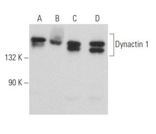 Dynactin 1 Antibody (E-6) - Western Blotting - Image 357226 