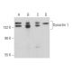 western blotting image from recommended Dynactin 1 (A-2) monoclonal antibody replacement. Image 357219