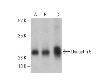 Dynactin 5 Antibody (D-9) - Western Blotting - Image 401189 