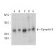 Dynactin 5 Antibody (D-9) - Western Blotting - Image 401188