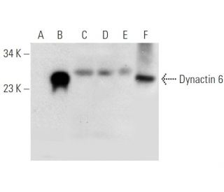 Dynactin 6 Antibody (A-2) - Western Blotting - Image 309480