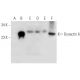 Dynactin 6 Antibody (A-2) - Western Blotting - Image 309480