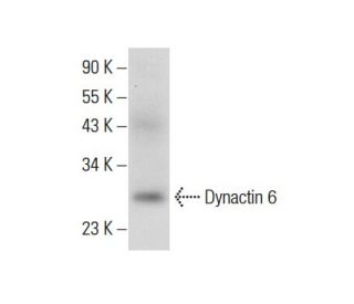 Dynactin 6 Antibody (B-6) - Western Blotting - Image 308094 