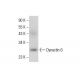 Dynactin 6 Antibody (B-6) - Western Blotting - Image 308094 