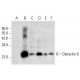 Dynactin 6 Antibody (B-6) - Western Blotting - Image 308095 