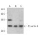Dynactin 6 Antibody (B-6) - Western Blotting - Image 367092