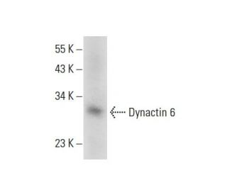 Dynactin 6 Antibody (B-9) - Western Blotting - Image 308005 
