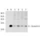 Dynactin 6 Antibody (F-9) - Western Blotting - Image 308003