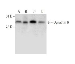 Dynactin 6 Antibody (F-9) - Western Blotting - Image 314192 